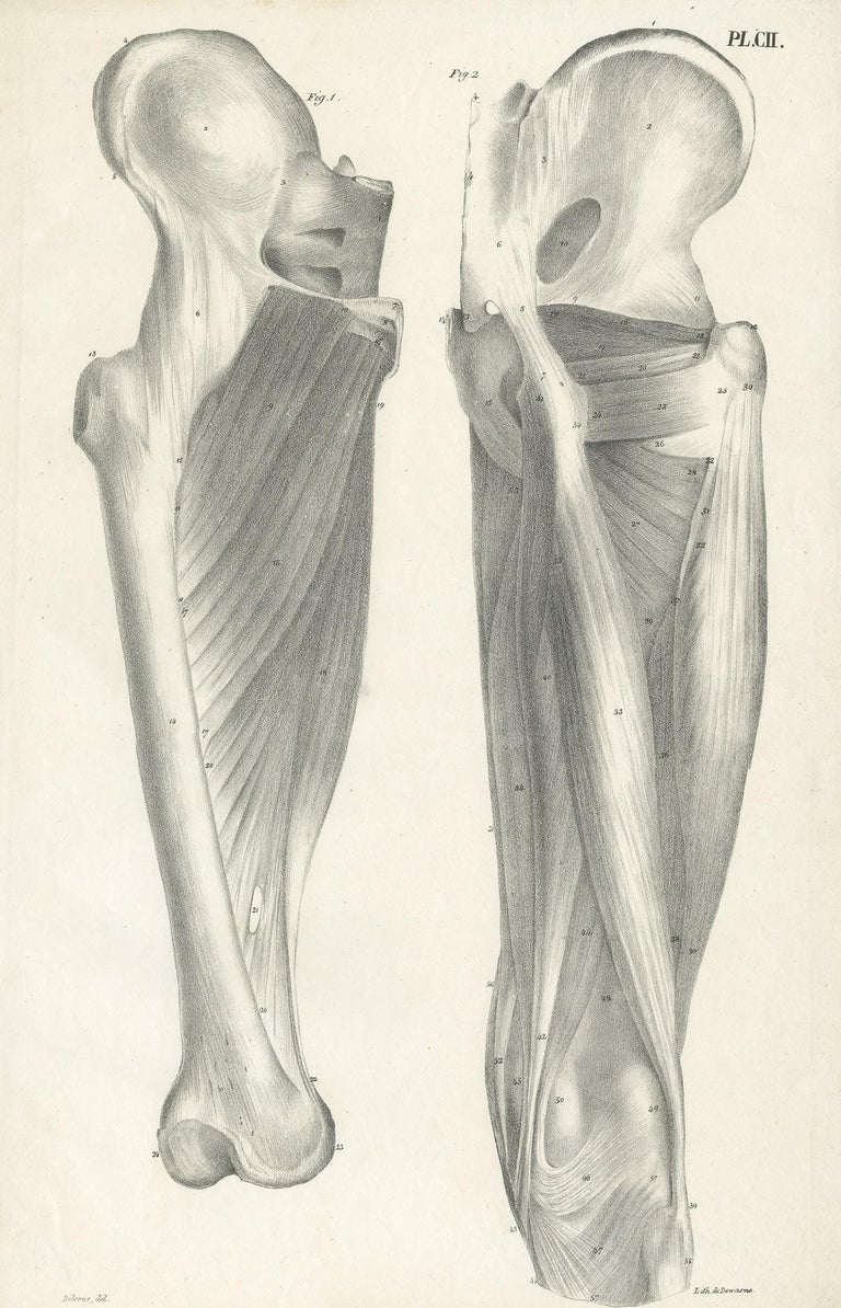Pl. CII Antique Anatomy / Medical Print of the Thigh by Cloquet ‘1821 ...