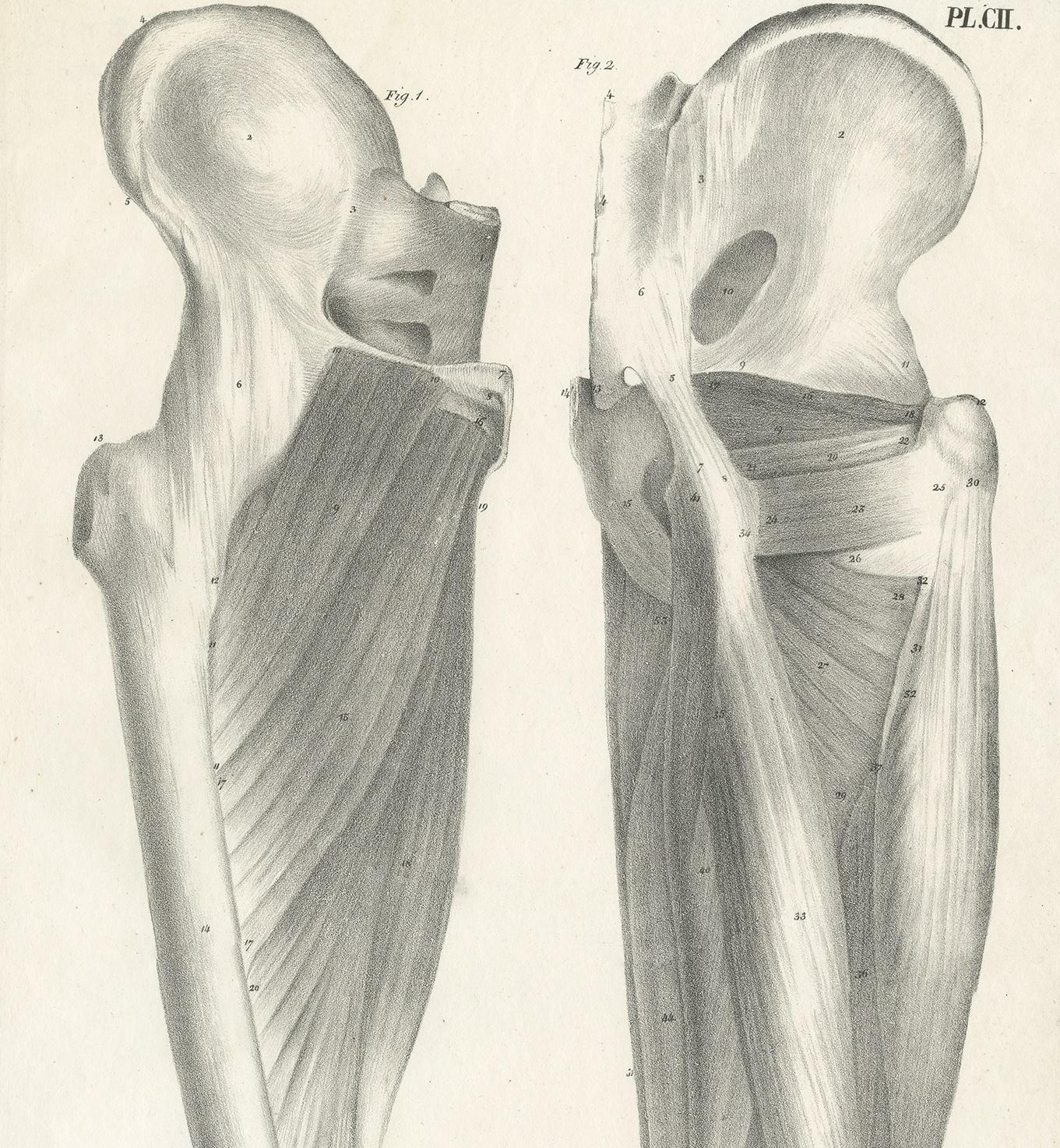 Pl. CII Antique Anatomy / Medical Print of the Thigh by Cloquet ‘1821’ In Good Condition For Sale In Langweer, NL