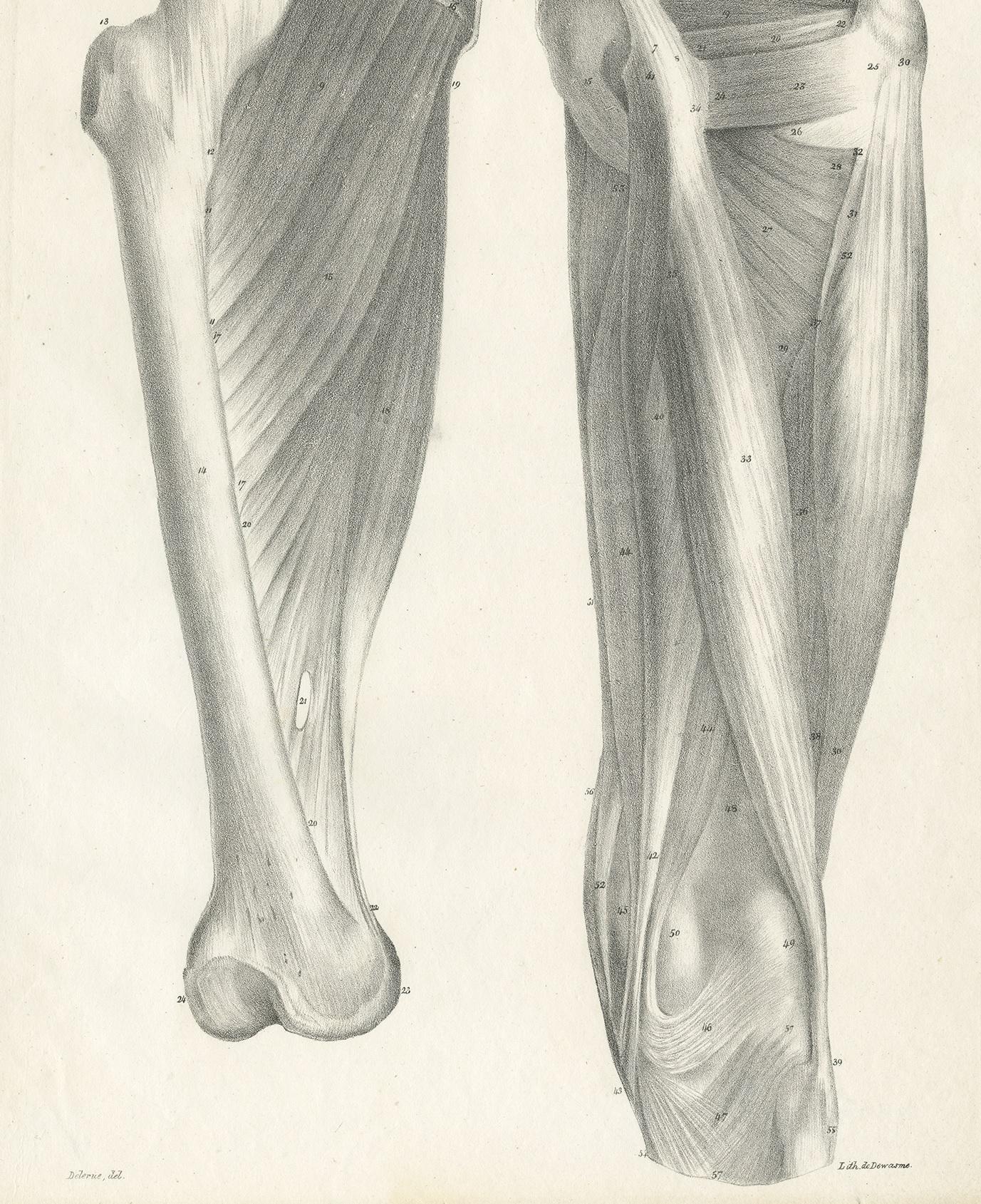 19th Century Pl. CII Antique Anatomy / Medical Print of the Thigh by Cloquet ‘1821’ For Sale