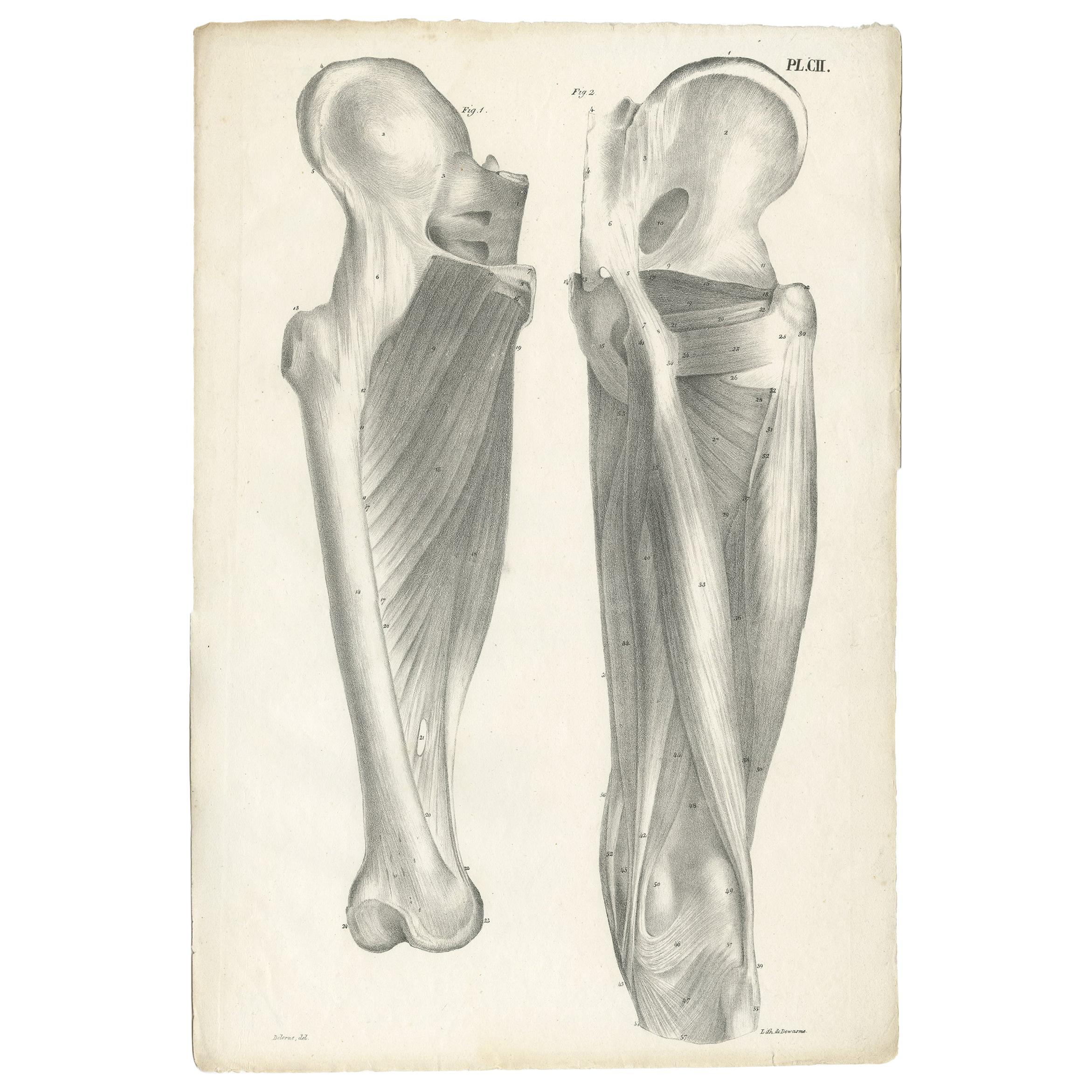 Pl. CII Antique Anatomy / Medical Print of the Thigh by Cloquet ‘1821’
