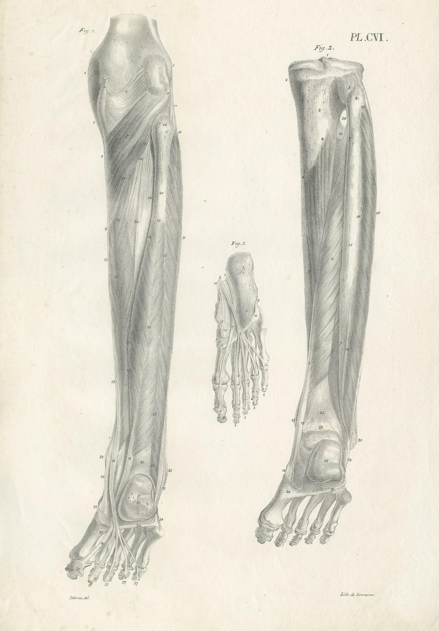 Antique anatomy print showing foot muscles. This print originates from 'Anatomie De L'Homme Ou Descriptions Et Figures Lithographiees De Toutes Les Parties Du Corps Humain', by Jules Cloquet. This work was published between 1821-1831 and contained