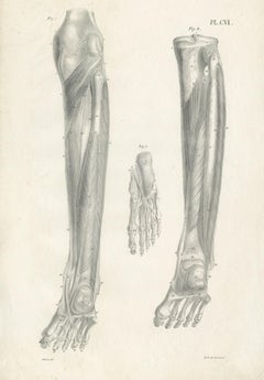 Pl. CVI Antique Anatomy / Medical Print of Foot Muscles by Cloquet, 1821