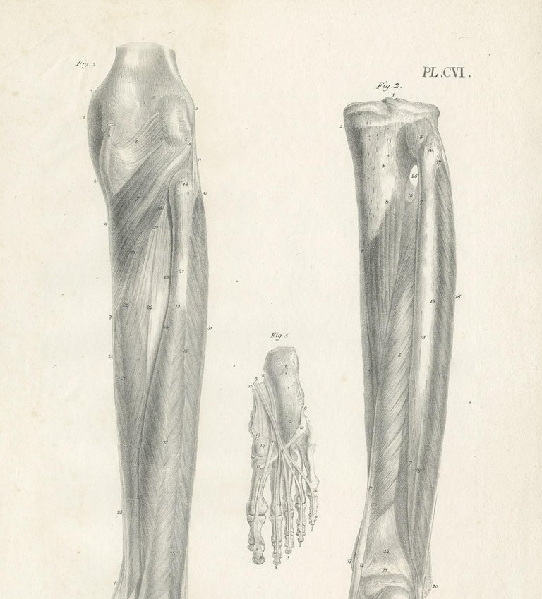 Pl. CVI Antique Anatomy / Medical Print of Foot Muscles by Cloquet ...