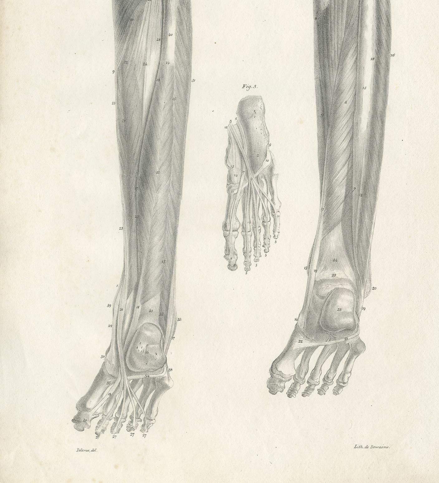 Pl. CVI Antique Anatomy / Medical Print of Foot Muscles by Cloquet, 1821 In Good Condition For Sale In Langweer, NL