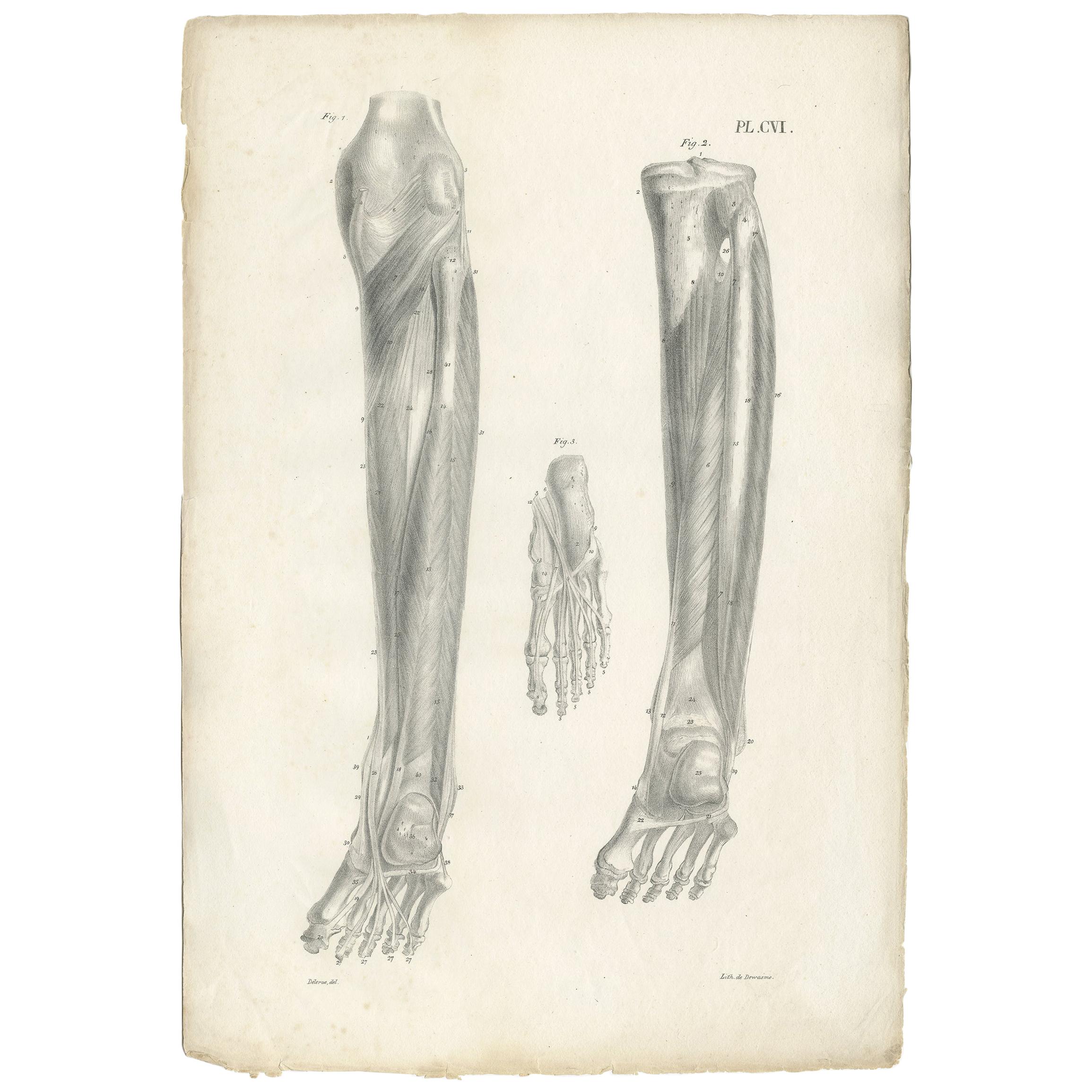 Pl. CVI Antique Anatomy / Medical Print of Foot Muscles by Cloquet, 1821 For Sale