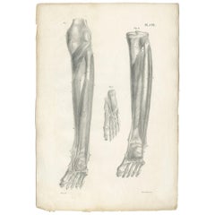 Pl. CVI Antique Anatomy / Medical Print of Foot Muscles by Cloquet, 1821