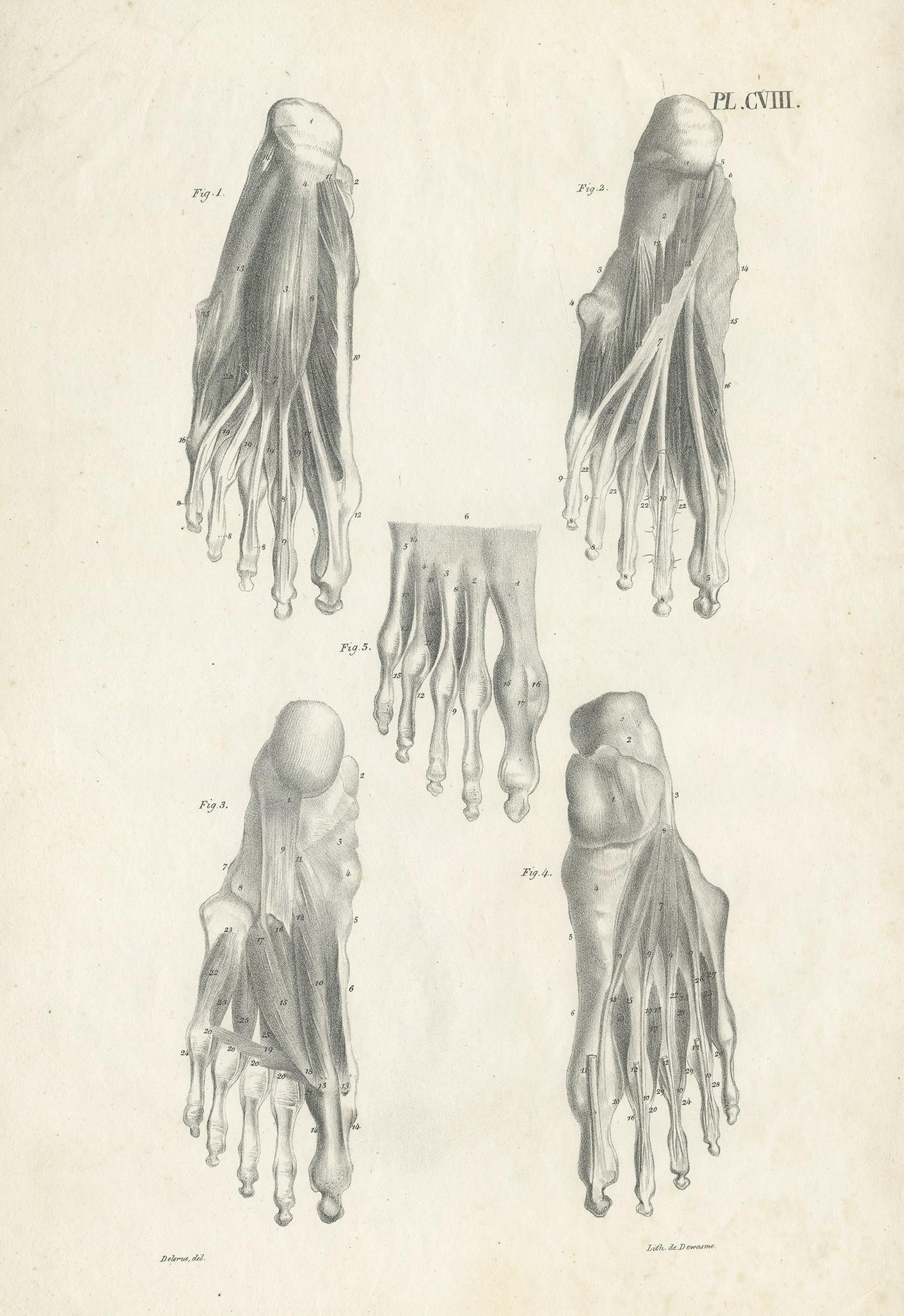 Grabado antiguo de anatomía que muestra los músculos y huesos del pie. Este grabado procede de 