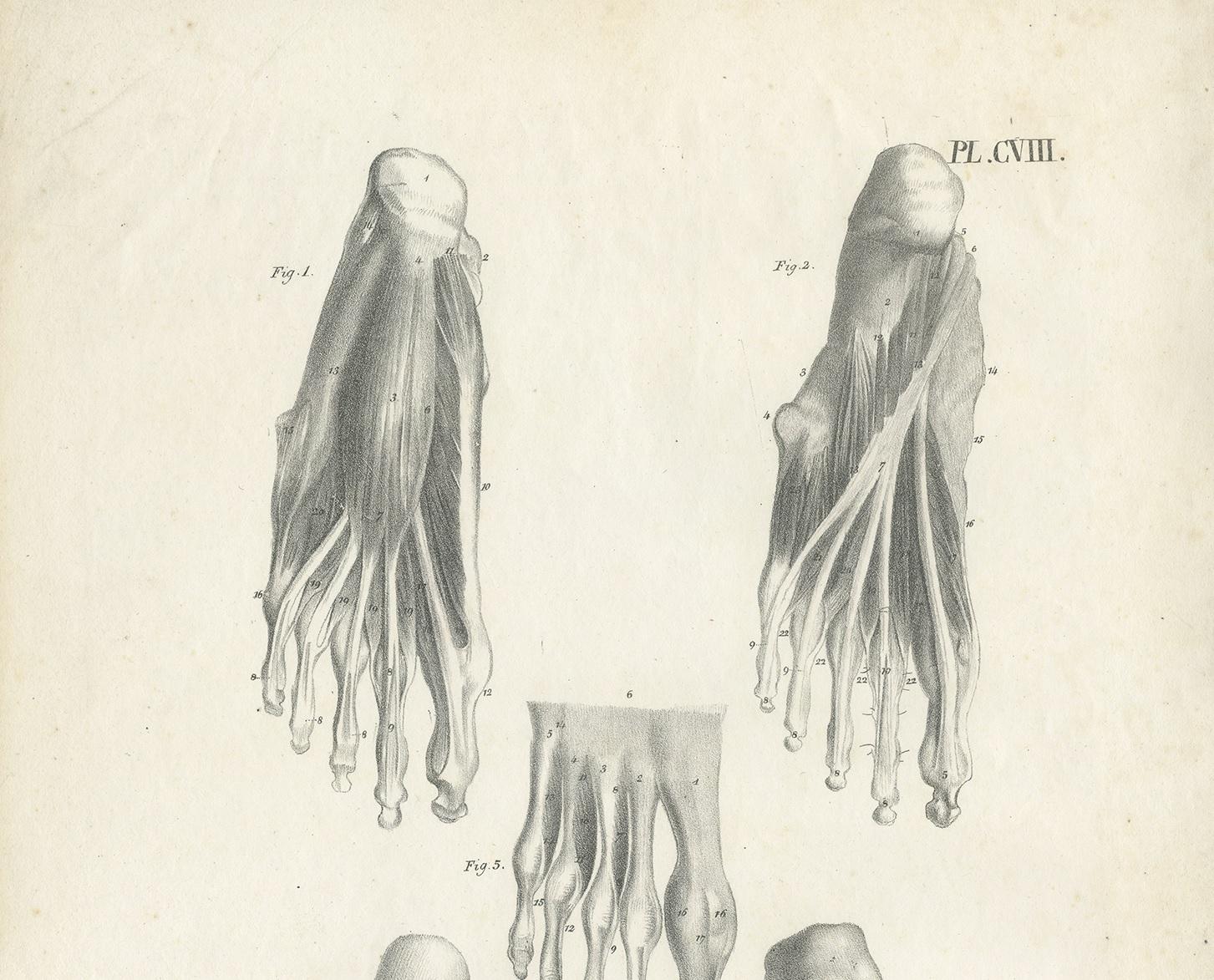 Pl. CVIII Grabado antiguo de anatomía / medicina de los músculos del pie por Cloquet '1821 en Bueno estado para la venta en Langweer, NL
