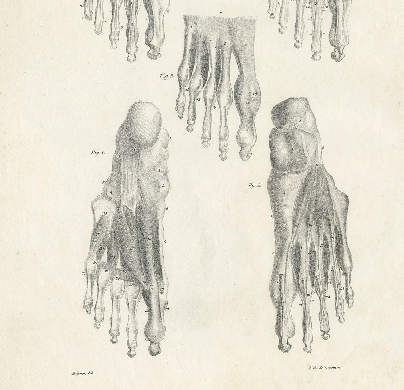 Pl. CVIII Grabado antiguo de anatomía / medicina de los músculos del pie por Cloquet '1821 siglo XIX en venta