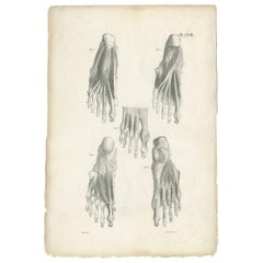 Pl. CVIII Antique Anatomy / Impression médicale de moules de pieds par Cloquet '1821'