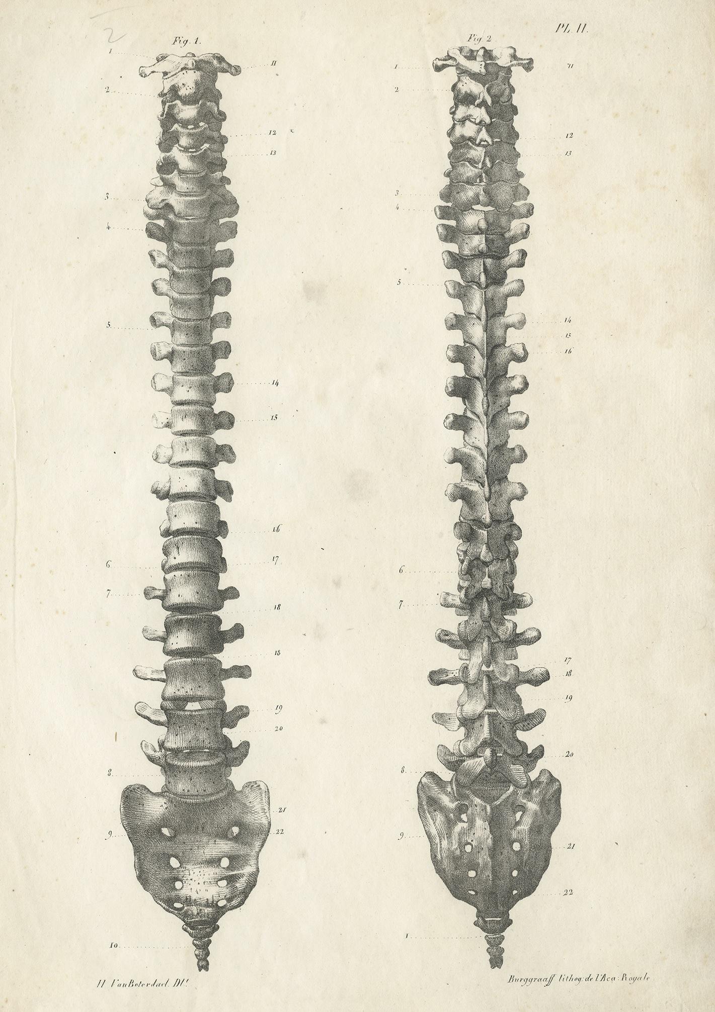 Antique anatomy print showing the vertebral column or spinal column from the front. This print originates from 'Anatomie De L'Homme Ou Descriptions Et figures Lithographiees De Toutes Les Parties Du Corps Humain', by Jules Cloquet. This work was