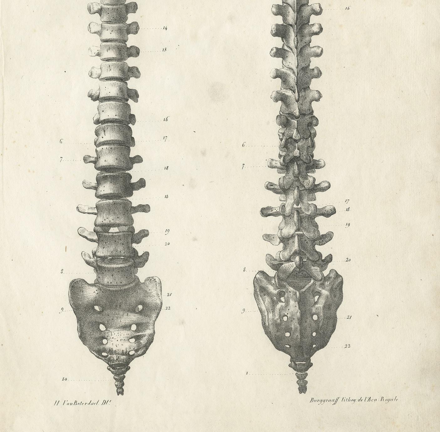 Pl. II Antique Anatomy / Medical Print of the Spine by Cloquet '1821' In Good Condition In Langweer, NL