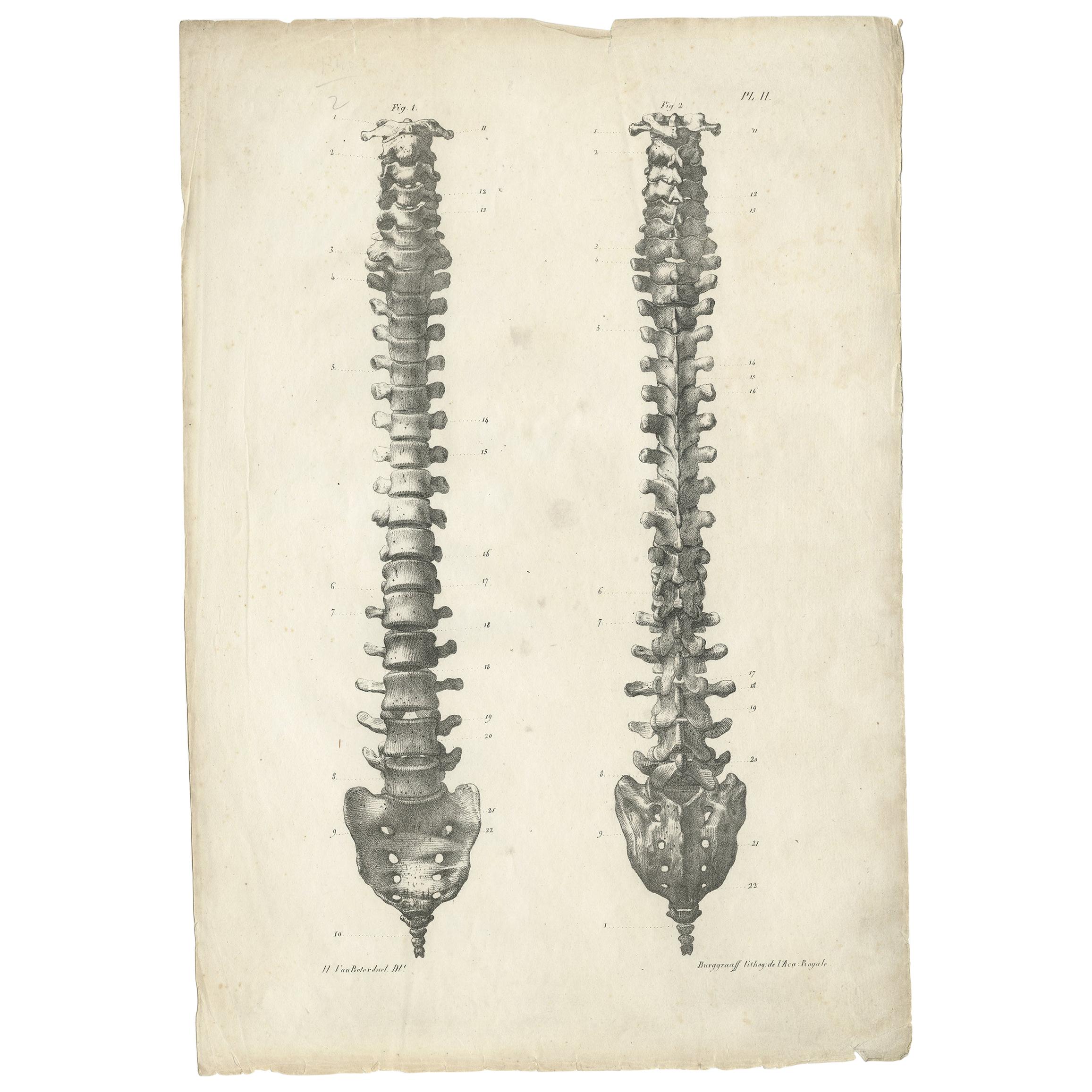 Pl. II Antique Anatomy / Medical Print of the Spine by Cloquet '1821'