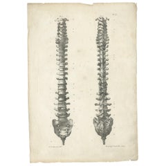 Pl. II Antique Anatomy / Medical Print of the Spine by Cloquet '1821'