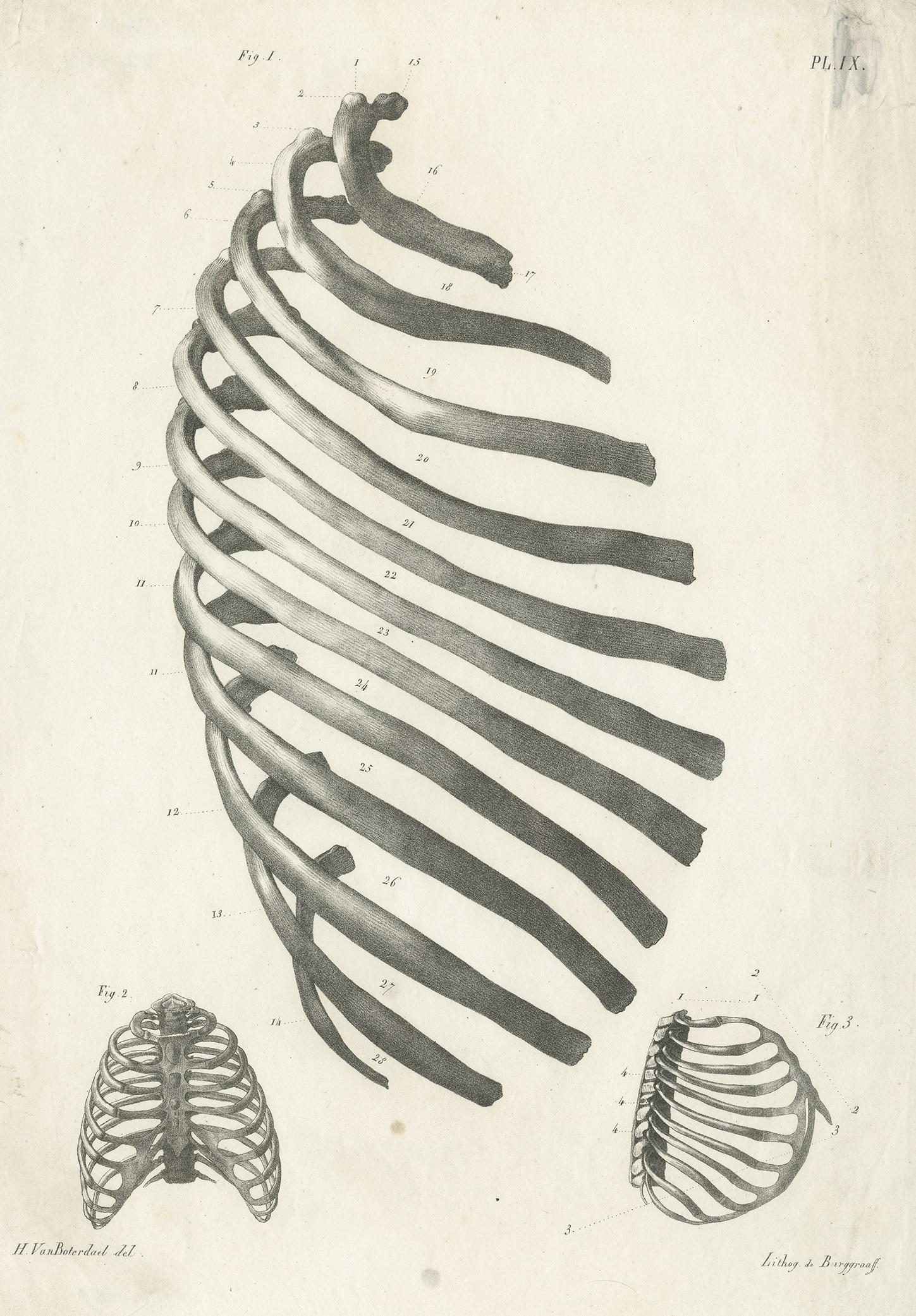 Antique anatomy print showing parts of the rib cage. This print originates from 'Anatomie De L'Homme Ou Descriptions Et figures Lithographiees De Toutes Les Parties Du Corps Humain', by Jules Cloquet. This work was published between 1821-1831 and