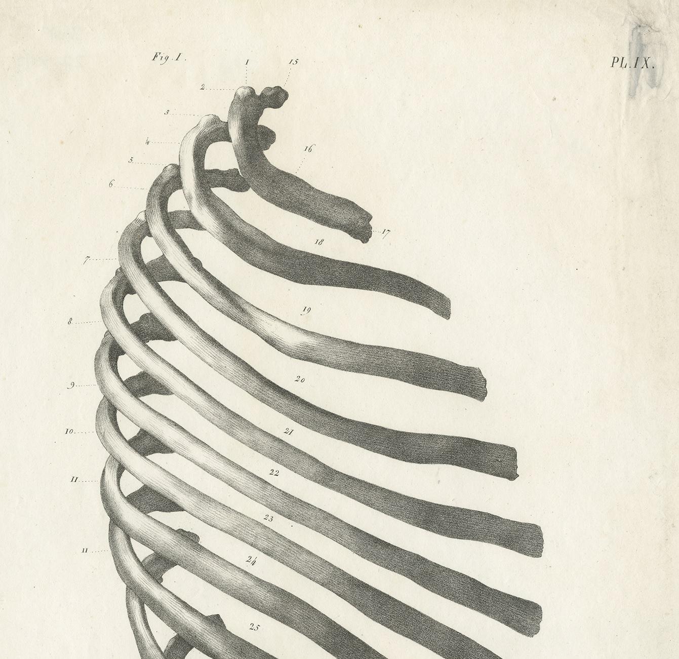 Pl. IX Antique Anatomy / Medical Print of the Rib Cage by Cloquet '1821' In Good Condition For Sale In Langweer, NL