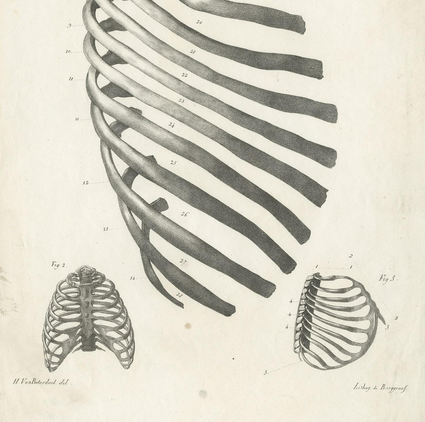 19th Century Pl. IX Antique Anatomy / Medical Print of the Rib Cage by Cloquet '1821' For Sale