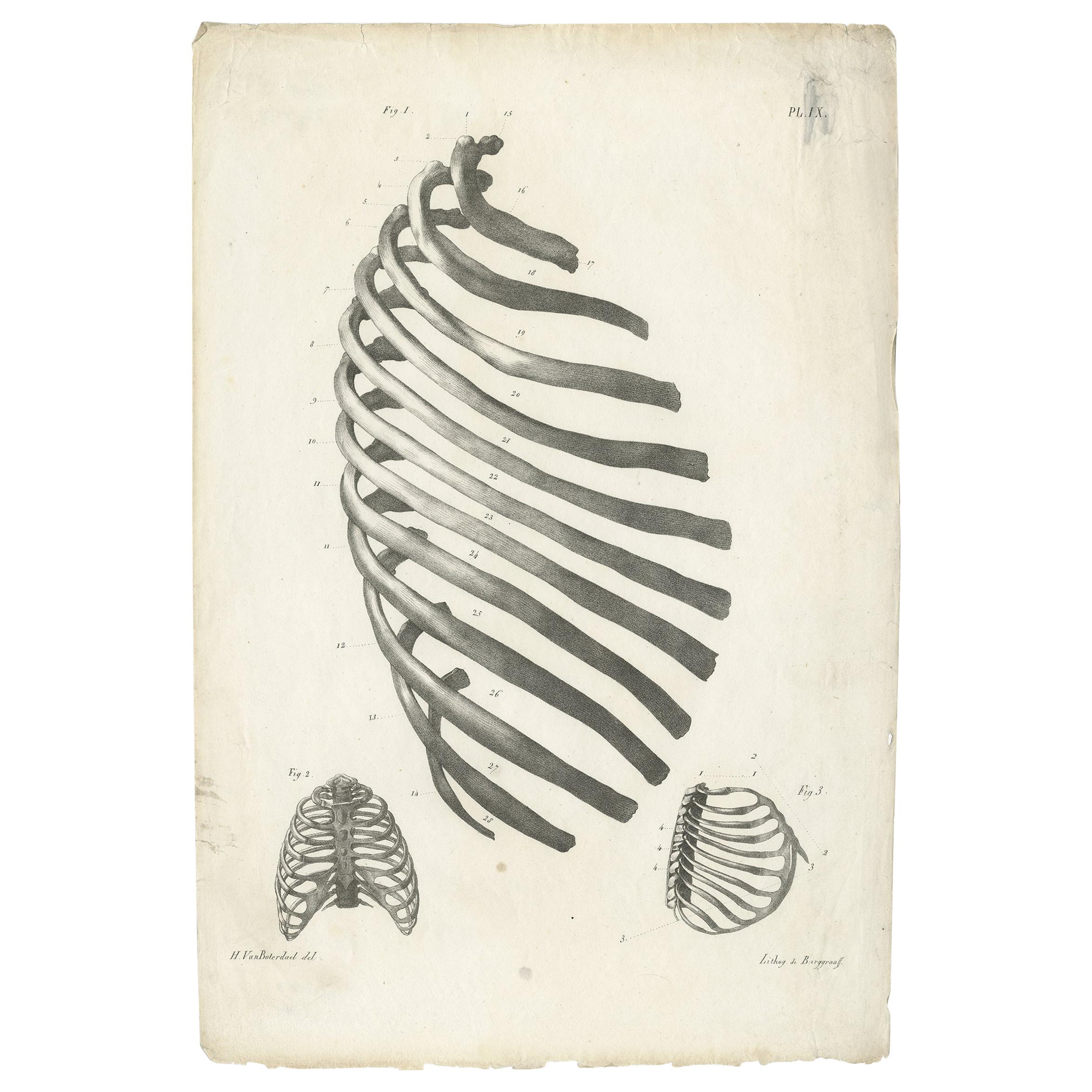Pl. IX Antique Anatomy / Medical Print of the Rib Cage by Cloquet '1821'