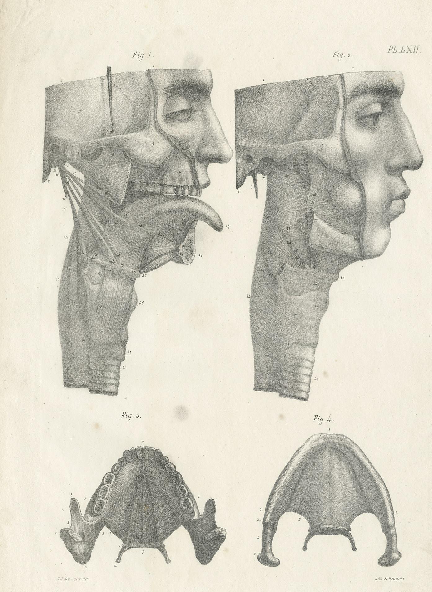 Antique anatomy print showing the jaw, teeth and tongue. This print originates from 'Anatomie De L'Homme Ou Descriptions Et Figures Lithographiees De Toutes Les Parties Du Corps Humain', by Jules Cloquet. This work was published between 1821-1831