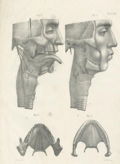 Pl. LLXII Antique Anatomy / Medical Print of the Jaw & Tongue by Cloquet '1821'