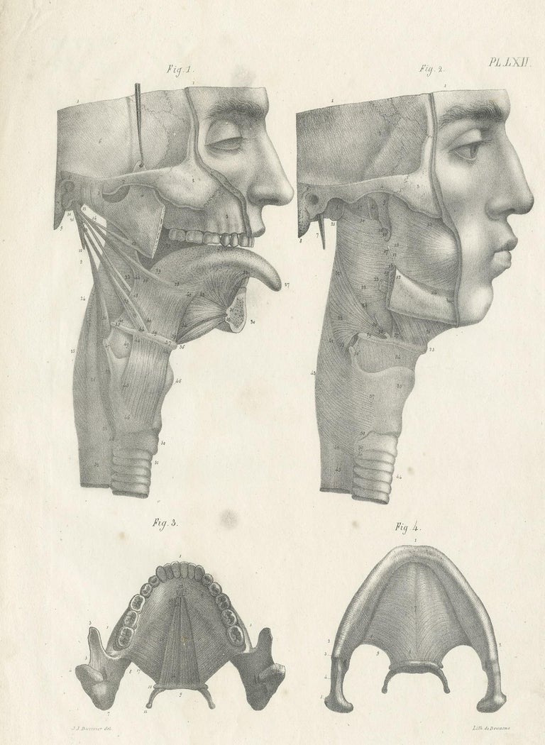 Pl. LLXII Antique Anatomy / Medical Print of the Jaw and Tongue by ...