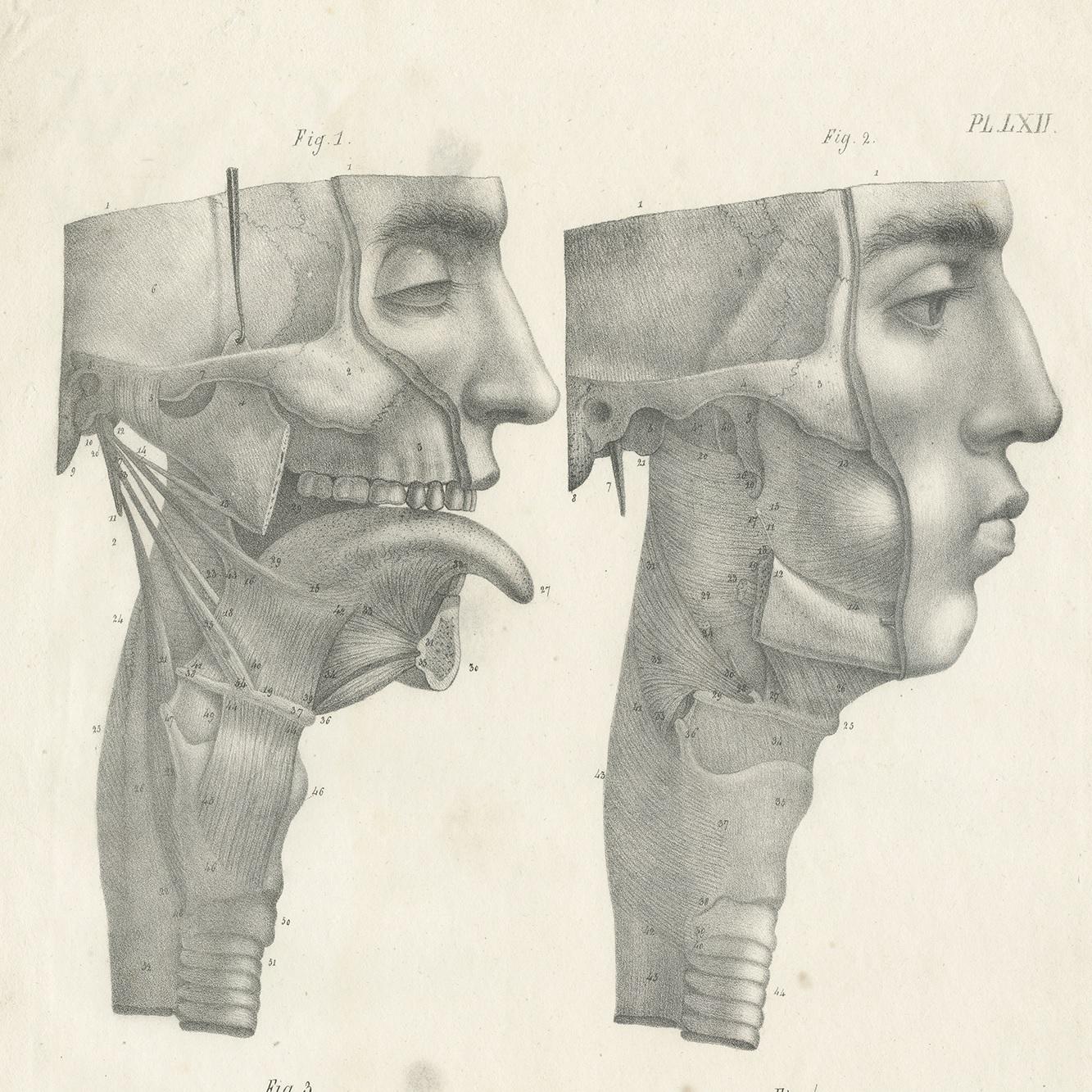 Pl. LLXII Antique Anatomy / Medical Print of the Jaw & Tongue by Cloquet '1821' In Good Condition For Sale In Langweer, NL