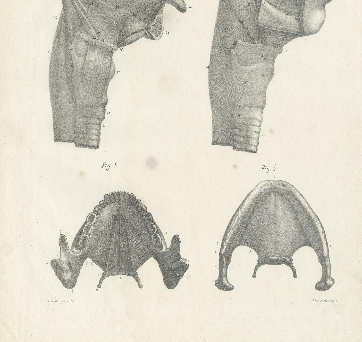 19th Century Pl. LLXII Antique Anatomy / Medical Print of the Jaw & Tongue by Cloquet '1821' For Sale