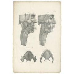 Pl. LLXII Antique Anatomy / Medical Print of the Jaw & Tongue by Cloquet '1821'