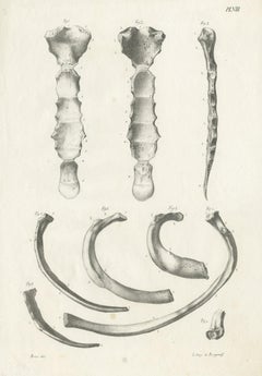 Antique Anatomy / Medical Print of Various Bones by Cloquet, 1821