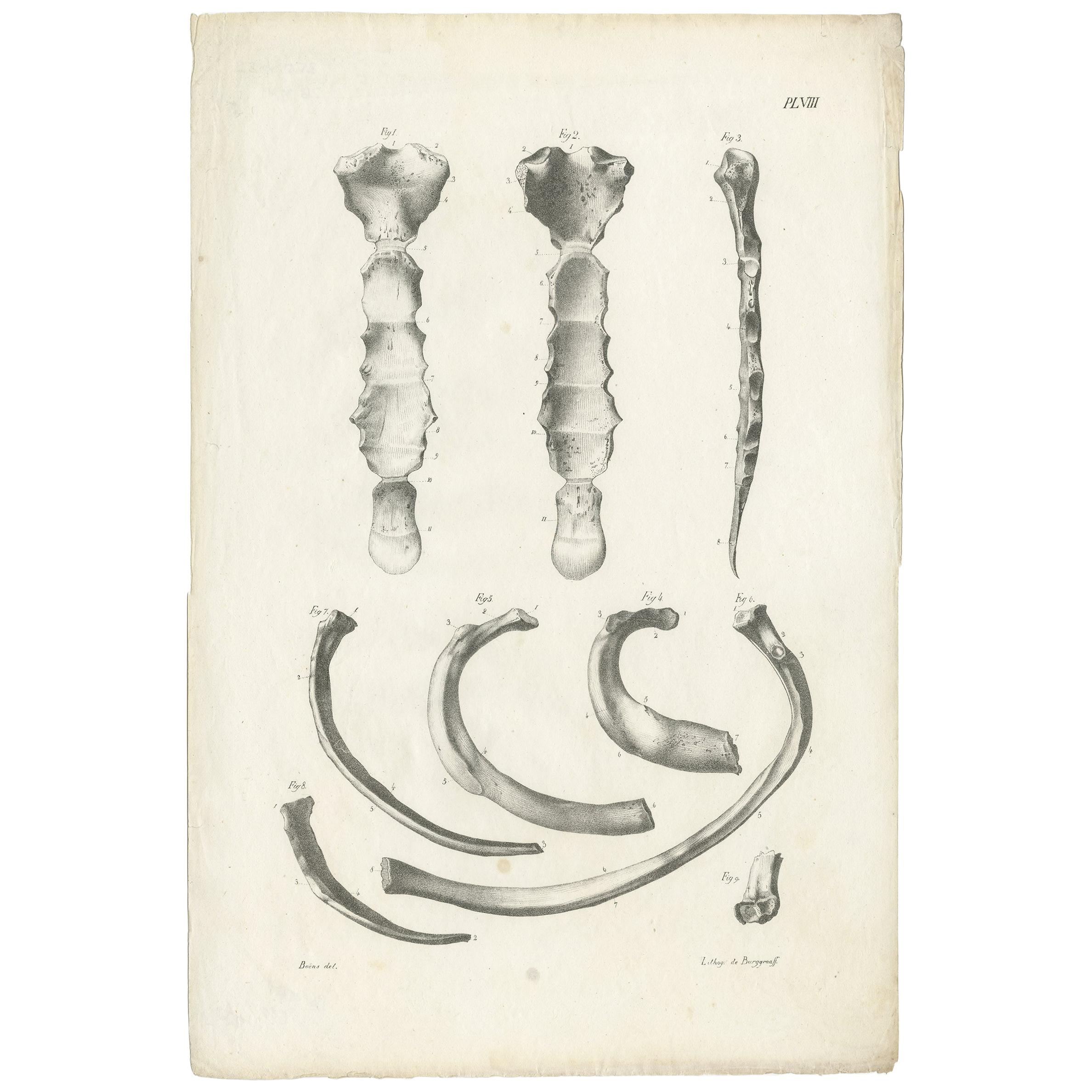 Antique Anatomy / Medical Print of Various Bones by Cloquet, 1821