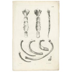 Antique Anatomy / Medical Print of Various Bones by Cloquet, 1821