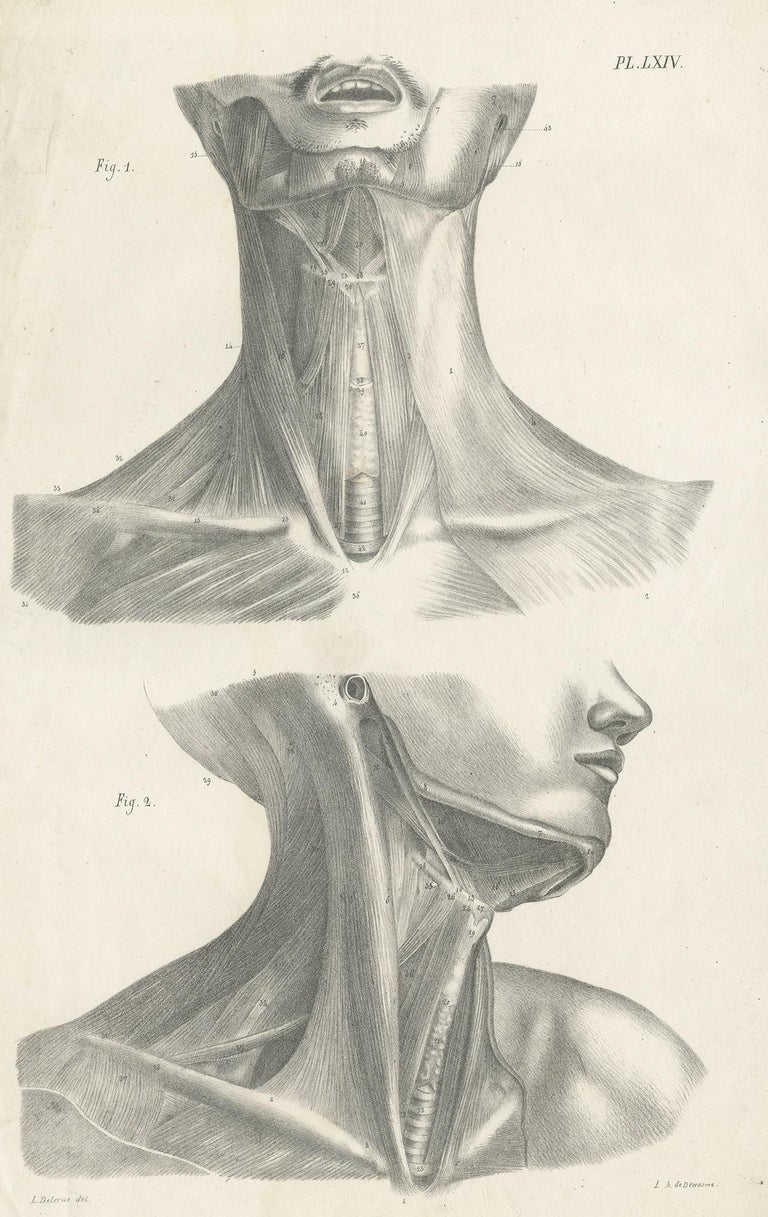 Pl. LXIV Antique Anatomy / Medical Print of the Neck muscles by Cloquet ...