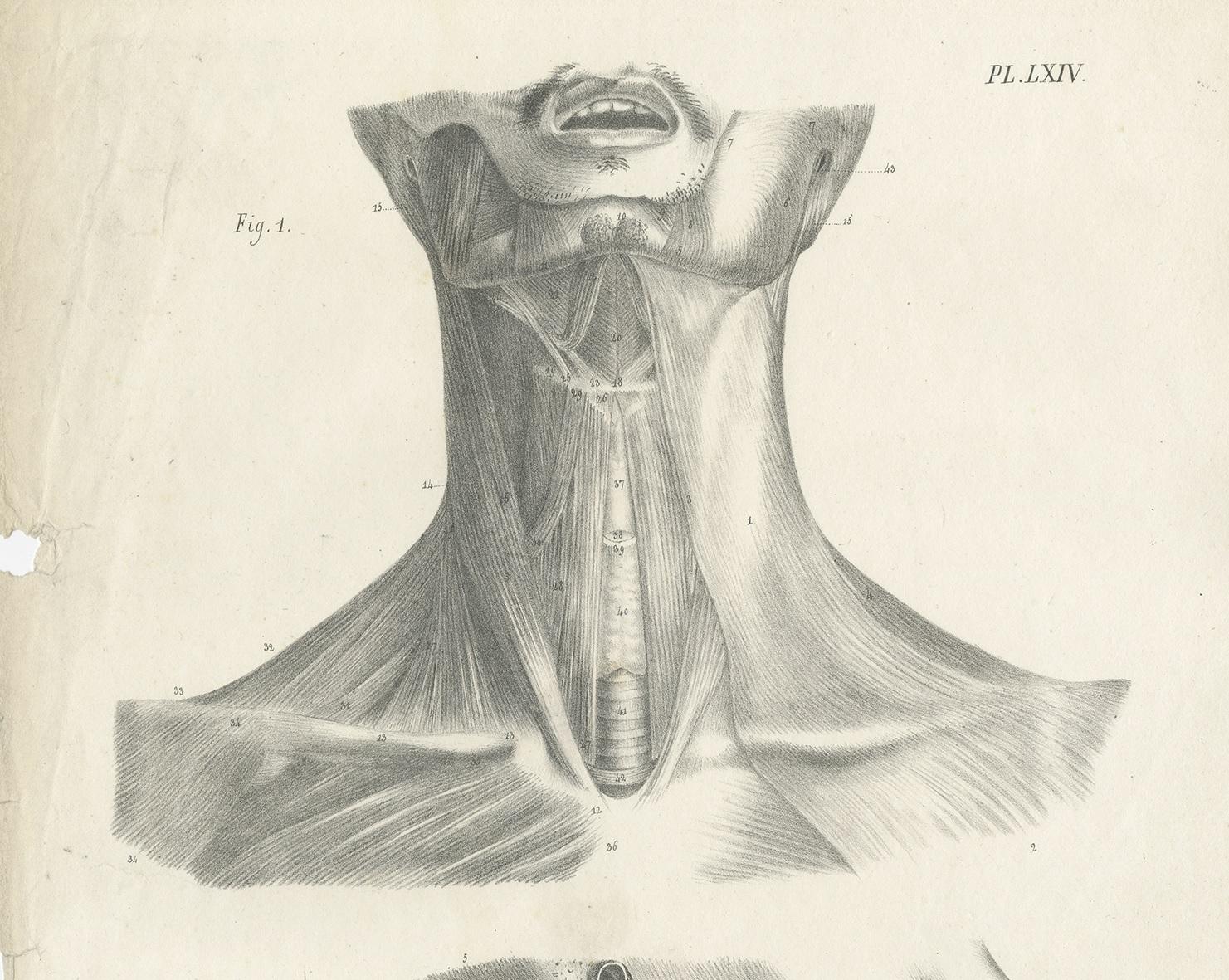 Pl. LXIV Antique Anatomy / Medical Print of the Neck muscles by Cloquet, '1821' In Good Condition For Sale In Langweer, NL