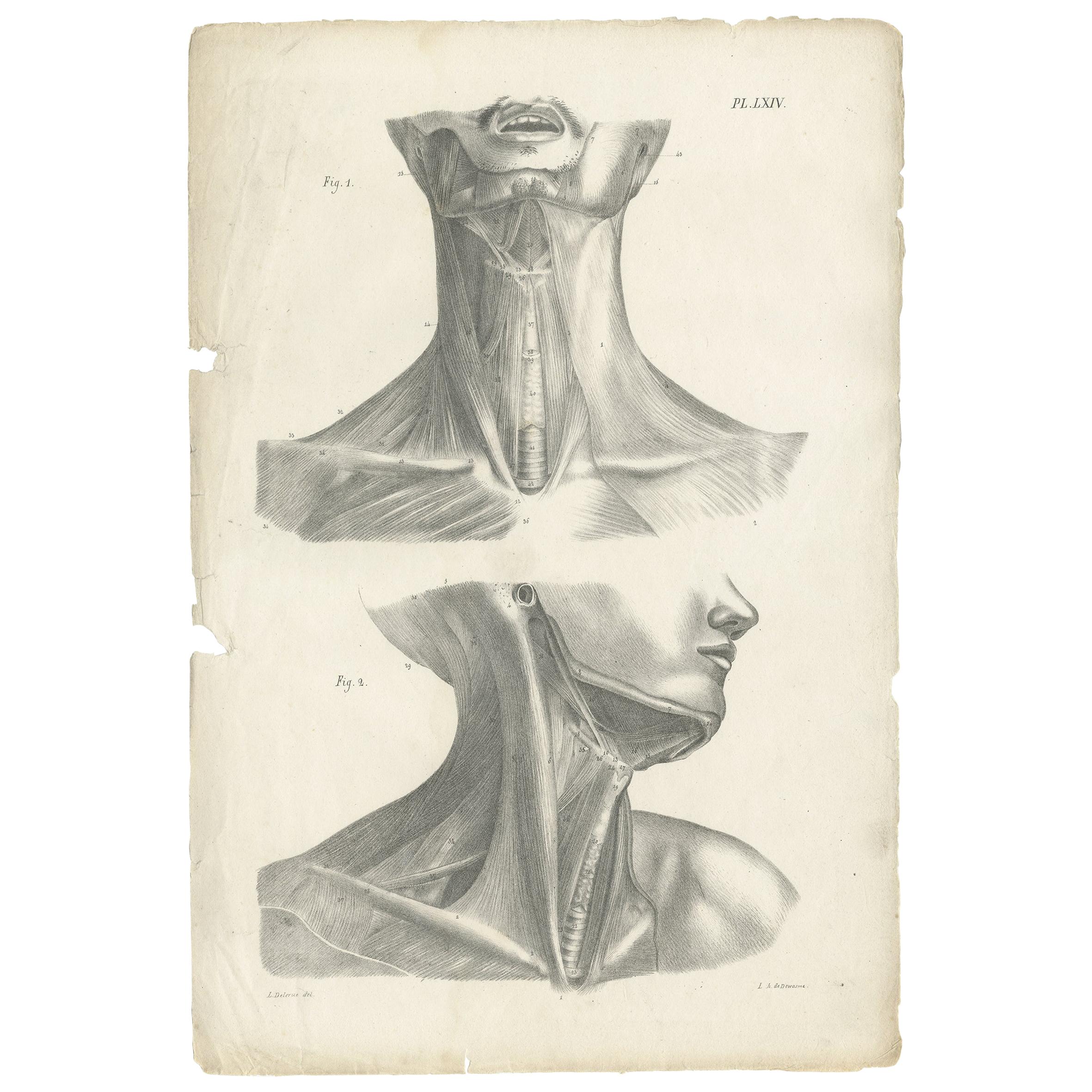 Pl. LXIV Antique Anatomy / Medical Print of the Neck muscles by Cloquet, '1821' For Sale