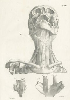 Pl. LXV Antique Anatomy / Medical Print of the Neck Muscles by Cloquet '1821'