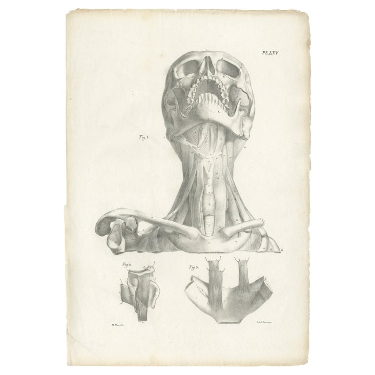 Pl. LXV Antique Anatomy / Medical Print of the Neck Muscles by Cloquet ...