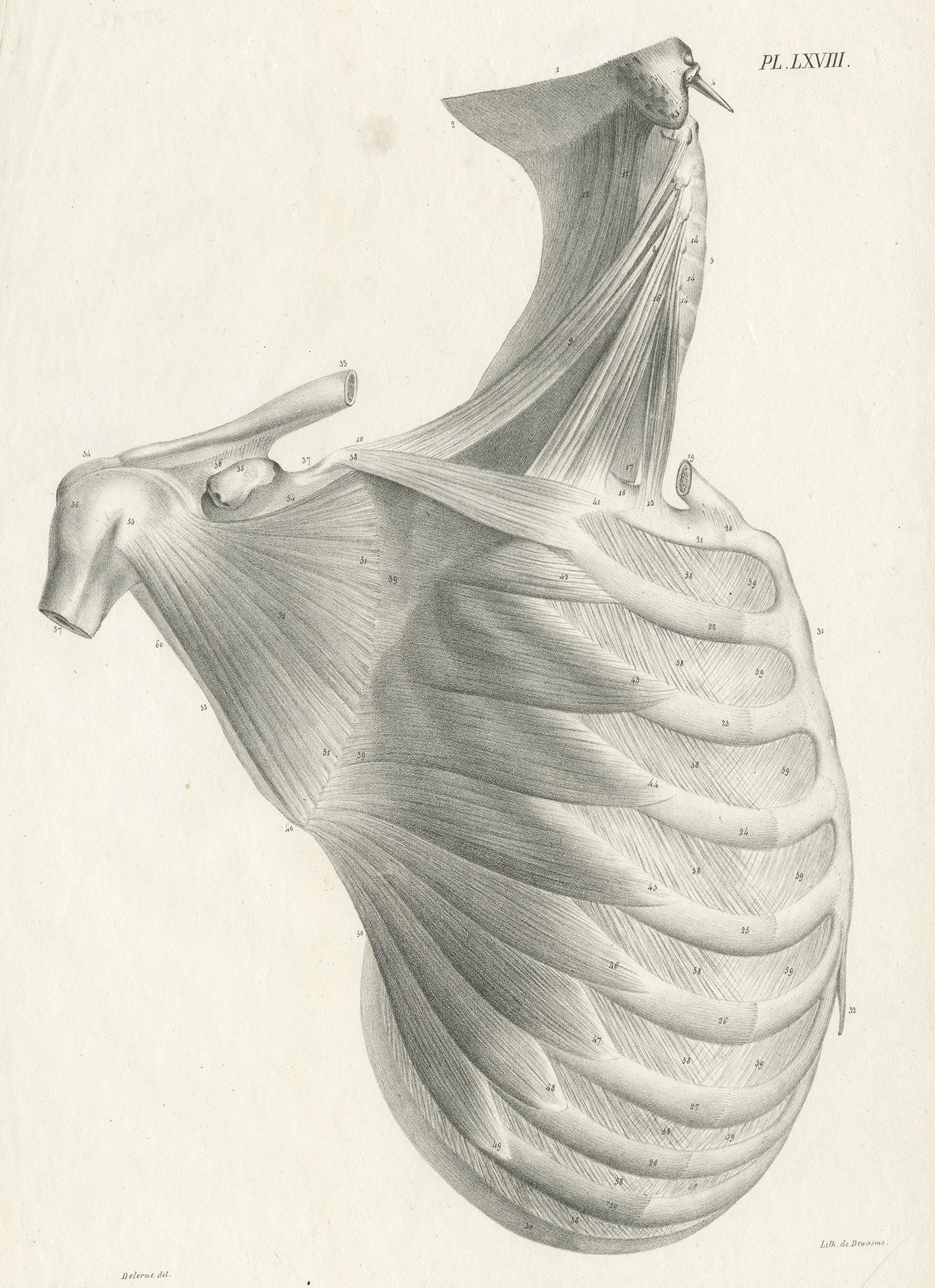 Antique anatomy print showing muscles of the rib cage, shoulder and neck. This print originates from 'Anatomie De L'Homme Ou Descriptions Et figures Lithographiees De Toutes Les Parties Du Corps Humain', by Jules Cloquet. This work was published