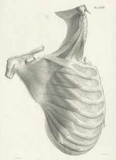 Pl. LXVIII Antique Anatomy / Medical Print of the Rib Cage by Cloquet, '1821'