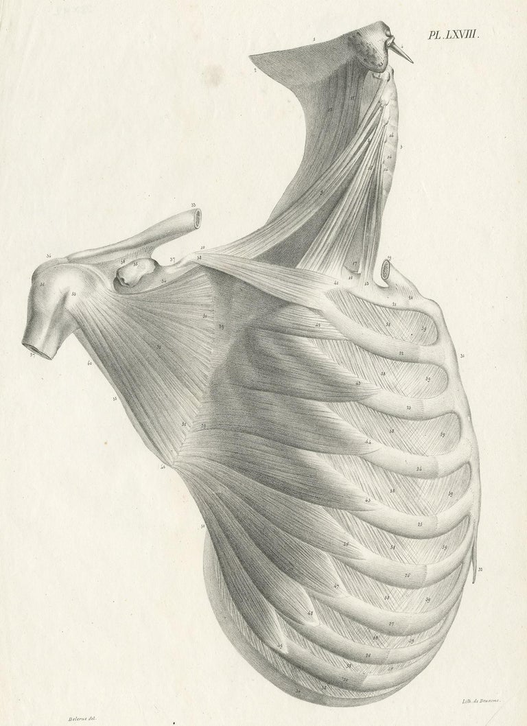 Pl. LXVIII Antique Anatomy / Medical Print of the Rib Cage by Cloquet ...