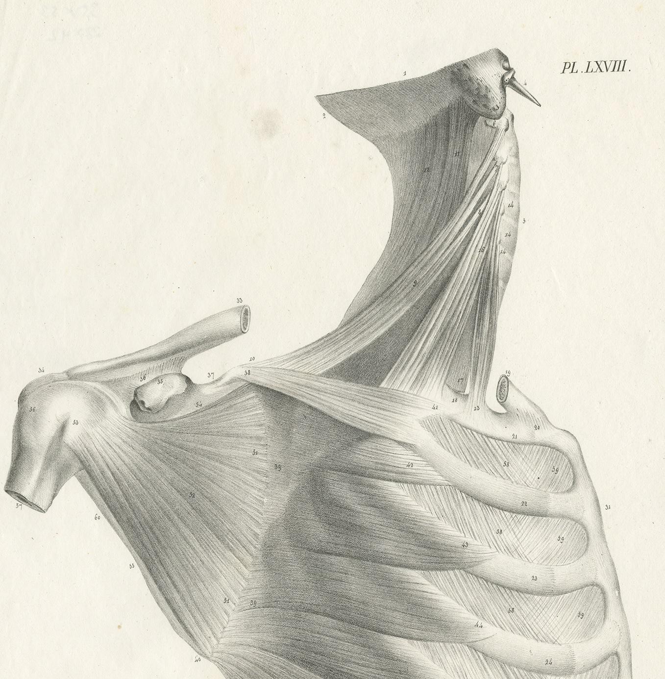Engraved Pl. LXVIII Antique Anatomy / Medical Print of the Rib Cage by Cloquet, '1821' For Sale
