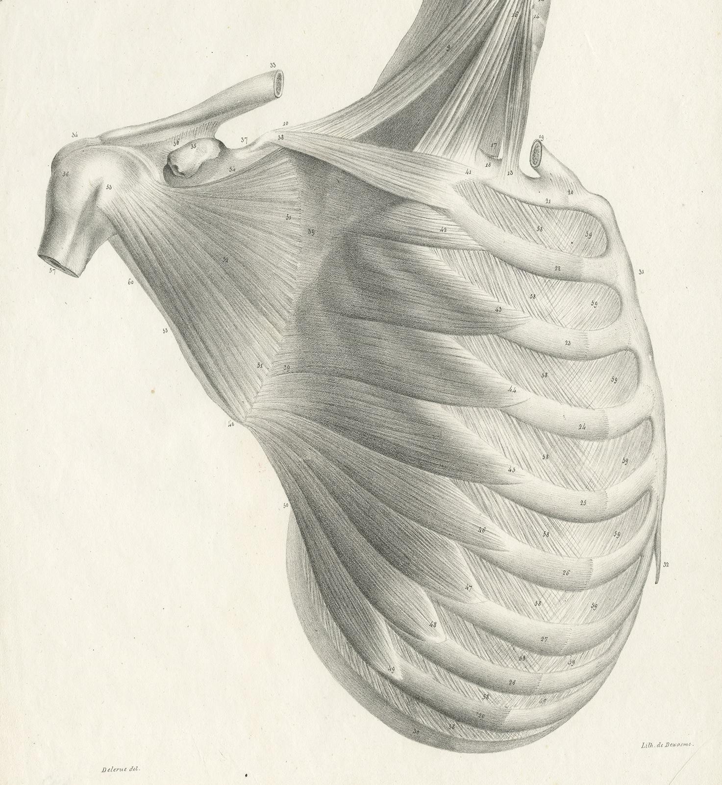 Pl. LXVIII Antique Anatomy / Medical Print of the Rib Cage by Cloquet, '1821' In Good Condition For Sale In Langweer, NL