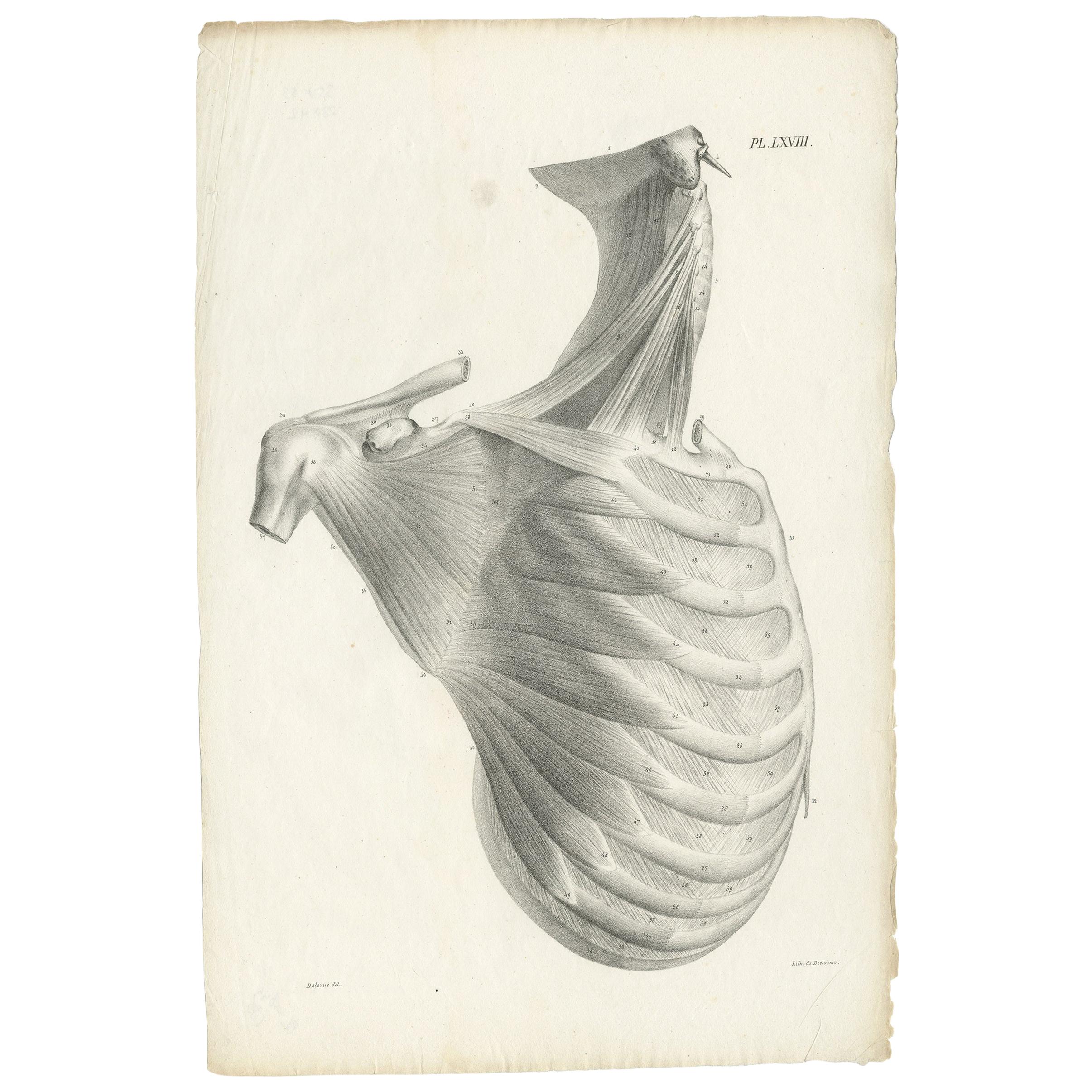 Pl. LXVIII Antique Anatomy / Medical Print of the Rib Cage by Cloquet, '1821'
