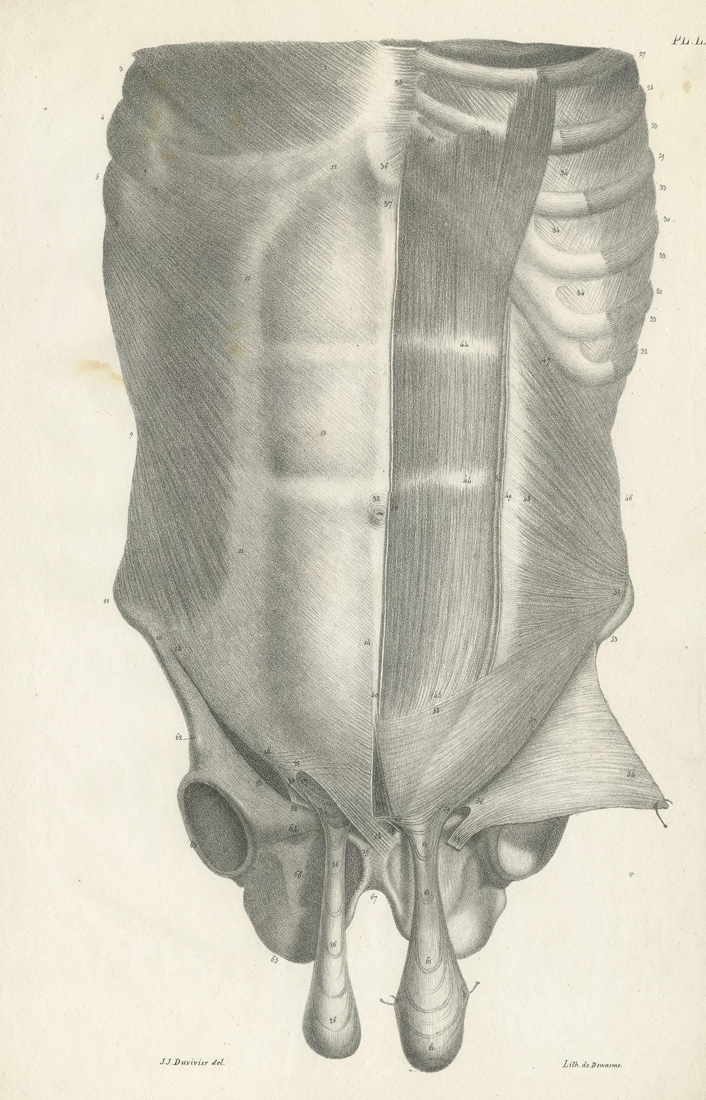 Antiker Anatomie-Druck, der eine tiefere Schicht der Muskeln des männlichen Rumpfes zeigt. Dieser Druck stammt aus 