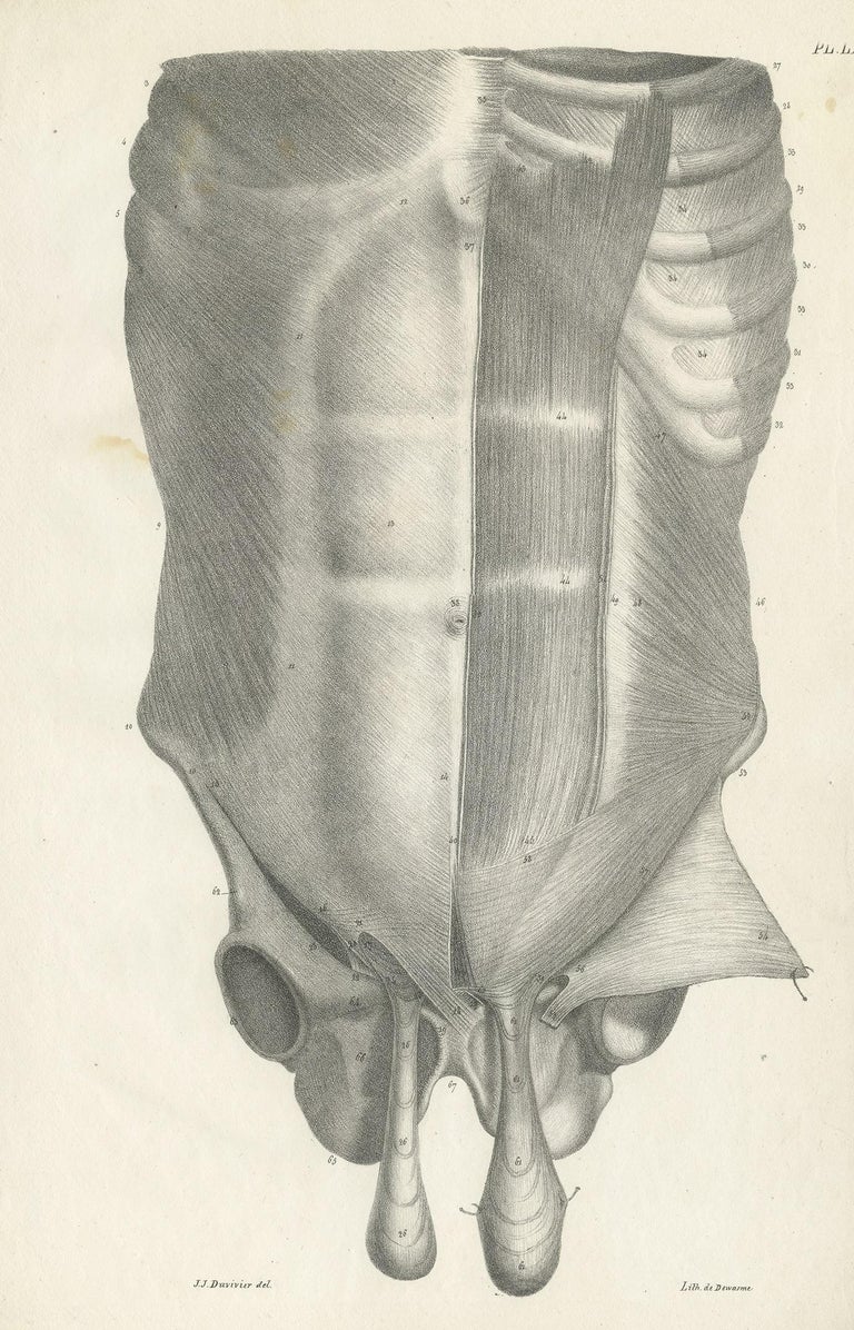 Pl. LXXI Antique Anatomy / Medical Print of the Male Torso by Cloquet ...