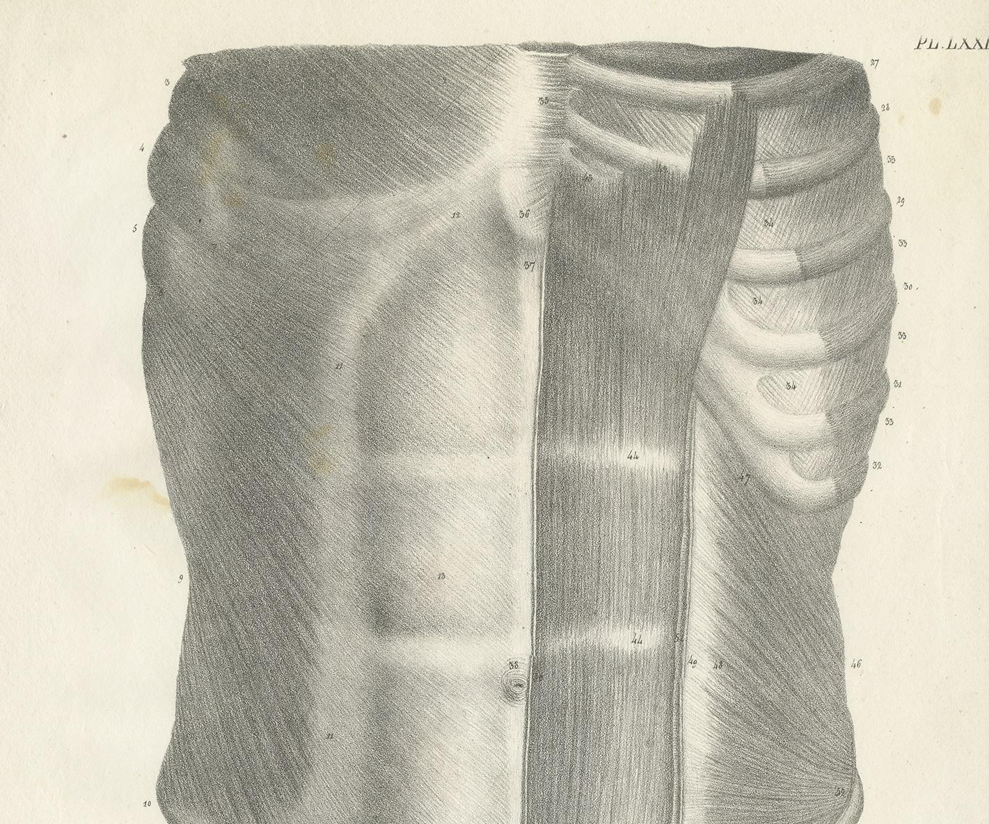 Pl. LXXI Antique Anatomy / Medical Print of the Male Torso by Cloquet, '1821' In Good Condition For Sale In Langweer, NL