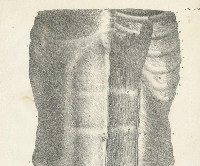 Pl. LXXI Antique Anatomy / Medical Print of the Male Torso by Cloquet ...