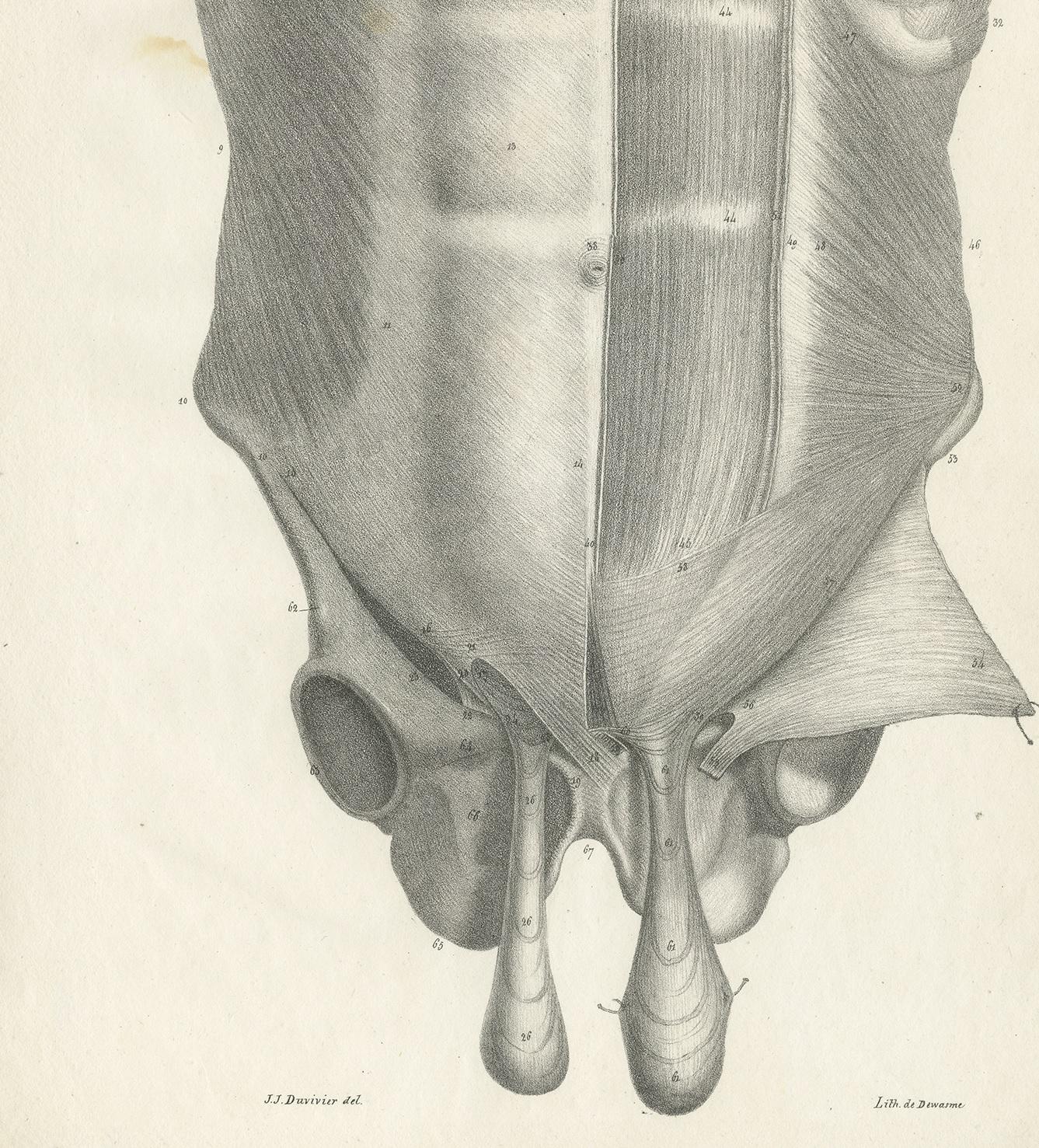 19th Century Pl. LXXI Antique Anatomy / Medical Print of the Male Torso by Cloquet, '1821' For Sale