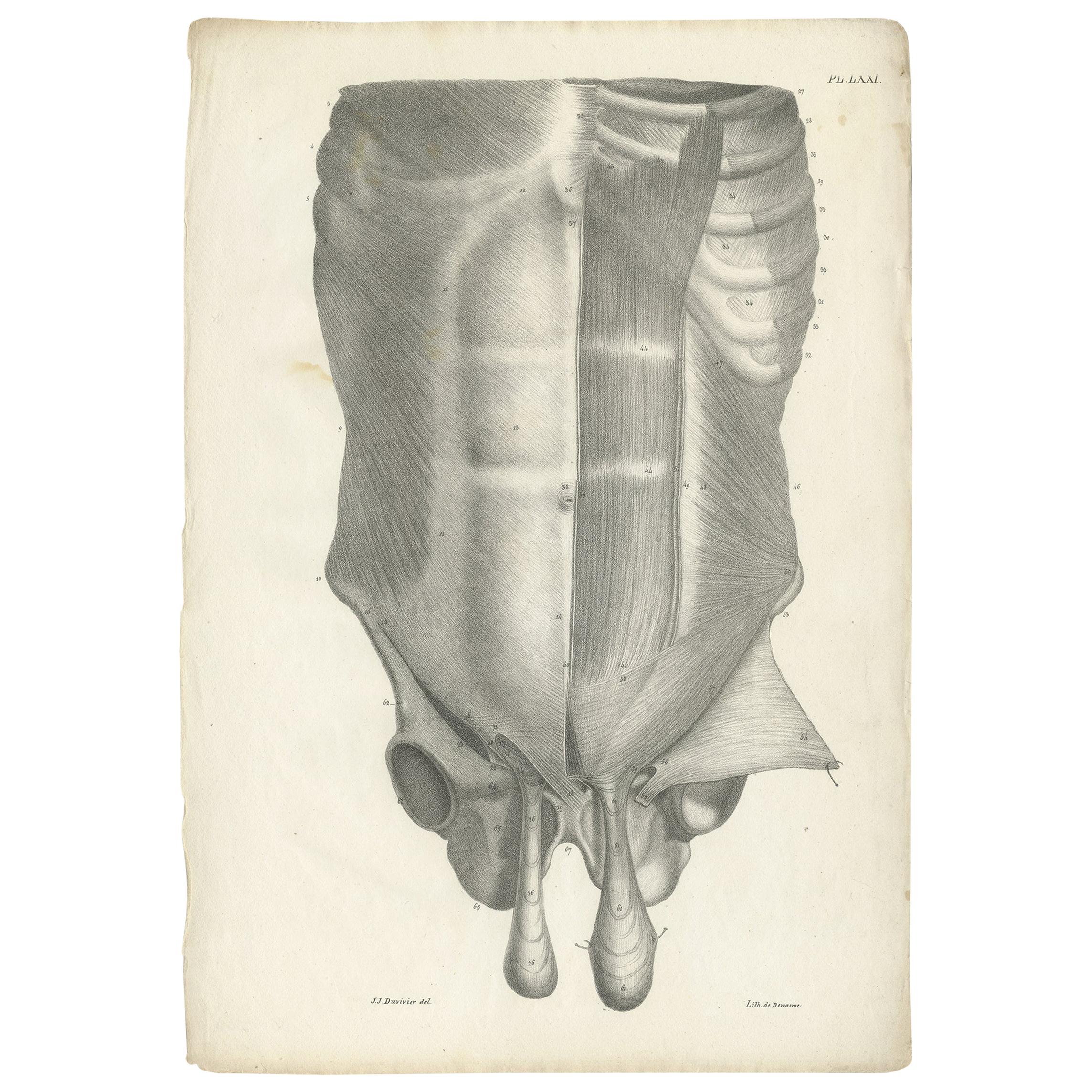 Pl. LXXI Antique Anatomy / Medical Print of the Male Torso by Cloquet, '1821' For Sale