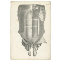 Pl. LXXI Antique Anatomy / Medical Print of the Male Torso by Cloquet:: '1821'