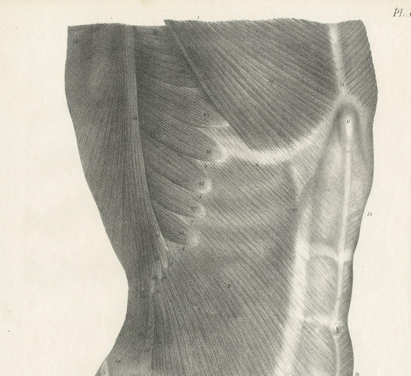 Engraved Pl. LXXII Antique Anatomy / Medical Print of the Male Torso by Cloquet '1821' For Sale